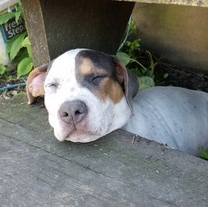 Meet your Posher, Dawn